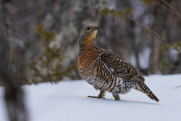 Female Capercaillie
