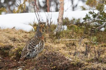 Female Capercaillie