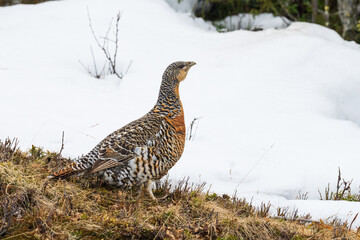 Female Capercaillie