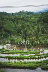 Obraz premium Rice field landscape in Bali, Indonesia