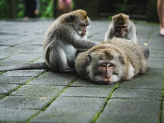 Monkey forest in Ubud, Bali, Indonesia.