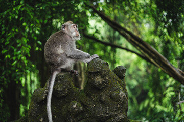 Naklejka na ściany i meble Monkey forest in Ubud, Bali, Indonesia.