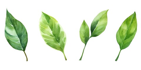Obraz premium Lush green leaves. Natural beauty in spring. Botanical elegance. Leaf in summer. Close up of fresh foliage in great outdoors. Illustration of bright elements