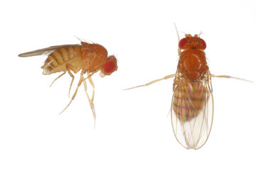 Vinegar fly, fruit fly (Drosophila melanogaster). Adult insects in various shots. Isolated on a light background.