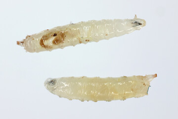 Vinegar fly, fruit fly (Drosophila melanogaster). Larvae in various shots. Isolated on a light...