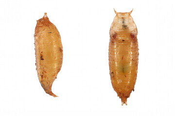 Vinegar fly, fruit fly (Drosophila melanogaster). Pupa in various shots. Isolated on a light background.