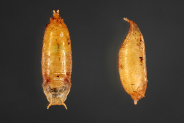 Vinegar fly, fruit fly (Drosophila melanogaster). Pupae various shots. Isolated on a dark...