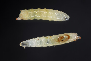 Vinegar fly, fruit fly (Drosophila melanogaster). Larvae in various shots. Isolated on a dark background.