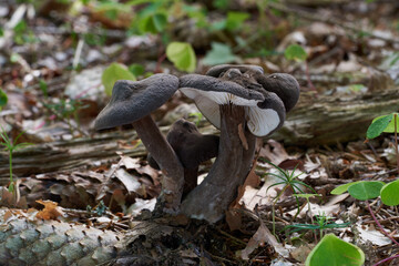 Edible mushroom Lactarius lignyotus in the plants. Known as Chocolate Milky or Velvet milkcap. Wild mushrooms in the spruce-beech forest.
