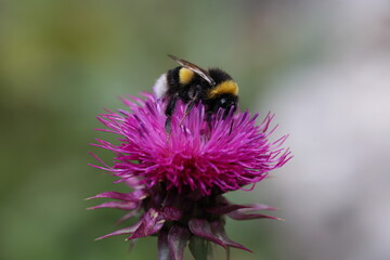 bumblebee pollinating a thistle flower