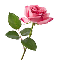 Obraz premium pink rose isolated on white background rose, flower, red, isolated, love, nature, white, single, pink, valentine, leaf, stem, romance, 
