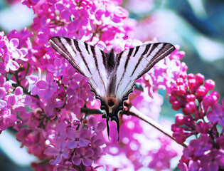 Butterfly machaon at the purple lilac