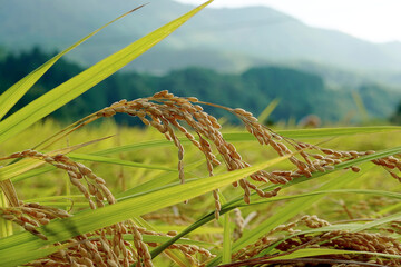 収穫期の稲の実り - obrazy, fototapety, plakaty
