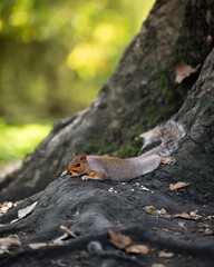 squirrel on a tree trunk