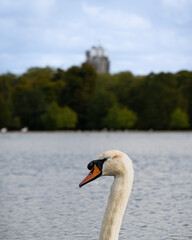 swan on the lake