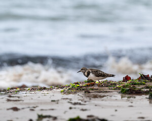 Bird on the beach