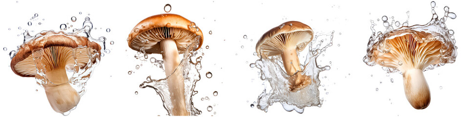 Collection of mushrooms with splashing water on white background