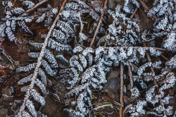 First frost on frozen moss