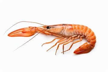 close up prawn is isolated on white background