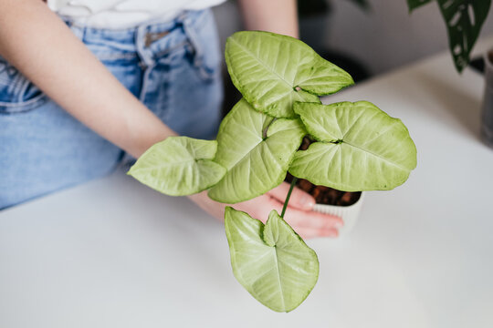 Woman holding pot with syngonium silver pearl houseplant indoors. Plant care concept. Green plant in apartment interior