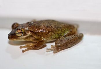 Aufnahme eines Kubanischen Baumfrosches.