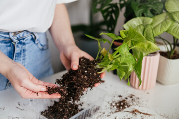 Female hands repotting green syngonium houseplant. Woman inspecting soil around roots. Root rot, yellowing leaves. Spring summer plant repotting and care