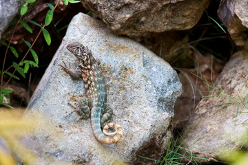 Eine gescheckte Eidechse mit einem geringelten Schwanz auf Kuba.
