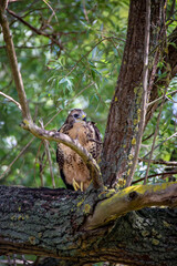 Portrait eines jungen Mäusebussard der auf einem Ast sitzt.
