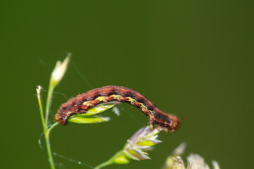 Die Raupe eines Großen Frostspanner, Erannis defoliaria auf einer Pflanze.
