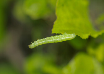 Eine grüne Raupe eines zukünftigen Schmetterlings an einer Pflanze.