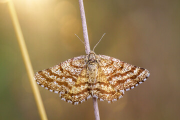 An einem Grashalm sitzt ein Wegerich Zünsler (Pyrausta despicata) oder Heidespanner.
