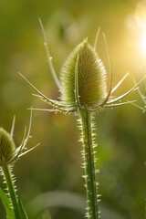 Die Blüte der Wilde Karde (Dipsacus fullonum) auf einer Wiese.
