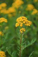 Die gelbe Blüte eines Rainfarn, Wurmkraut, Tanacetum vulgare auf einer Wiese.
