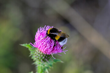 Eine Hummel sammelt Pollen auf der Blüte einer Mariendistel.
