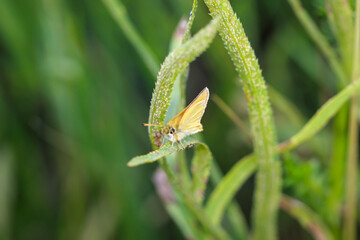 Ein Schwarzkolbiger Braun Dickkopffalter (Thymelicus lineola) auf deiner Pflanze.

