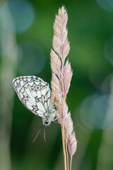 Ein Schachbrettfalter auf einer Graspflanze auf einer Wiese.
