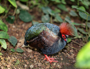 Eine Straußwachtel, (Rollulus rouloul) durchstreift das Gebüsch.
