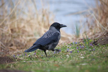 Eine Nebelkrähe am Rand eines Schilfbewachsenen Teiches.
