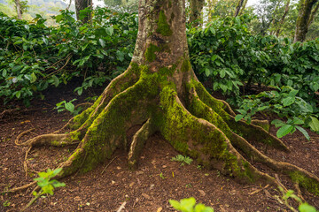 Scenic view of old tree roots covered with moss growing in green forest on sunny day