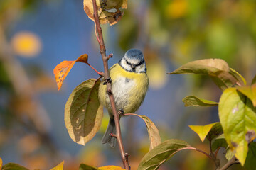 Eurasian blue tit on the branch