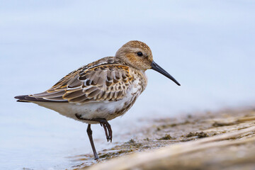Dunlin close up, small wader at the shore