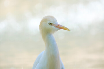 cattle egret, portrait of Bubulcus ibis