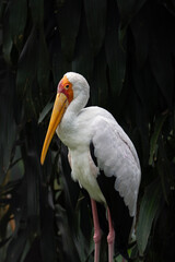 Milky stork, bird of Southeast Asia, vertical photo