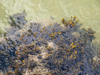 Golden Seaweed Patterns in Sunlit Coastal Shallows