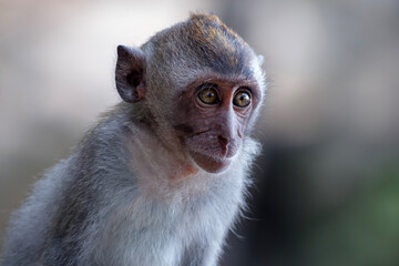 portrait of a monkey, young long-tailed macaque