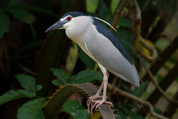 black-crowned night heron close up