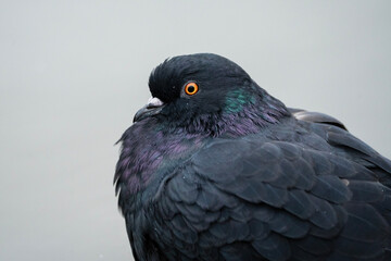 pigeon close up, portrait of a bird