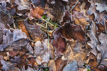 Frost on dry oak leaves