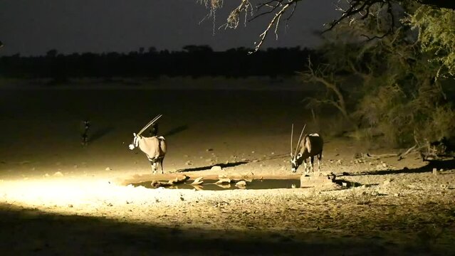 Oryx antilopes at the Nossob waterhole in Kgalgadi Transfrontier Park at night,
