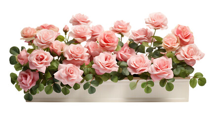 Roses in a Long Rectangular Planter Isolated on Transparent or White Background, PNG